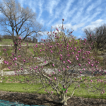 Zdjęcie przedstawia arboretum Wojsławice